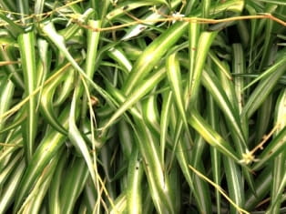 spider plant