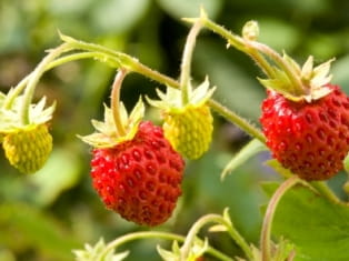 wild strawberry