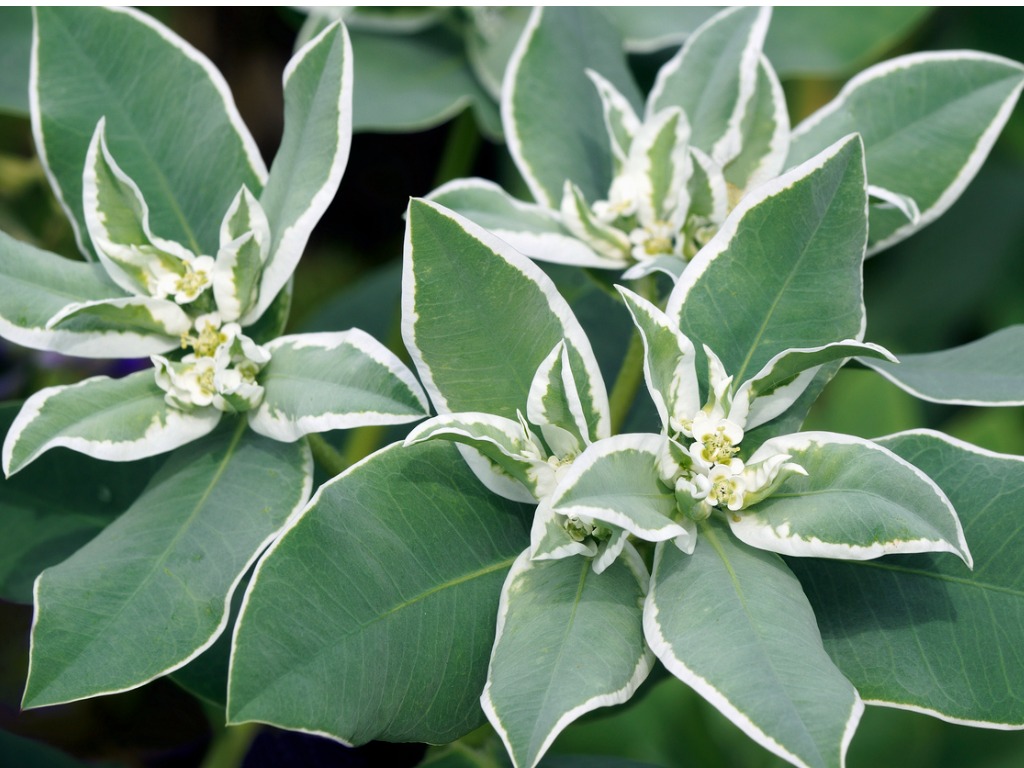 snow on the mountain plant