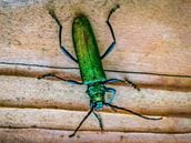 Blister Beetles: Do Not Touch!