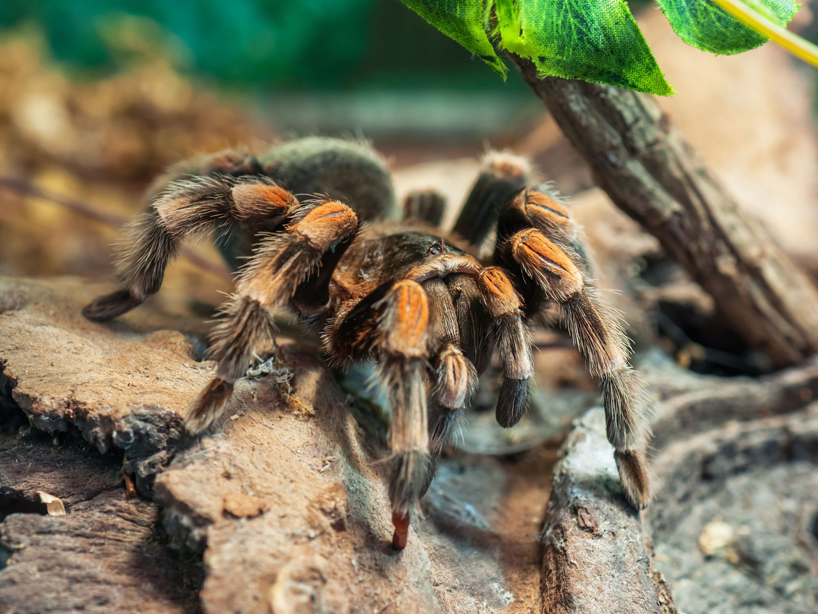 tarantula in the wild